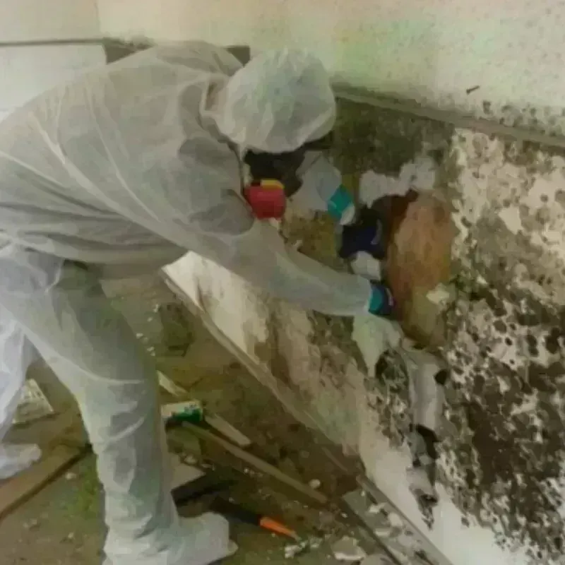 Mold Remediation and Removal in Hanahan, SC